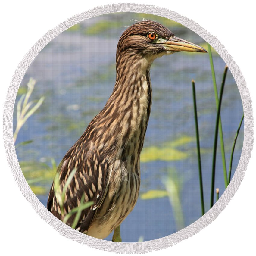 Black Crowned Night Heron Round Beach Towel featuring the photograph Young Heron by Shane Bechler