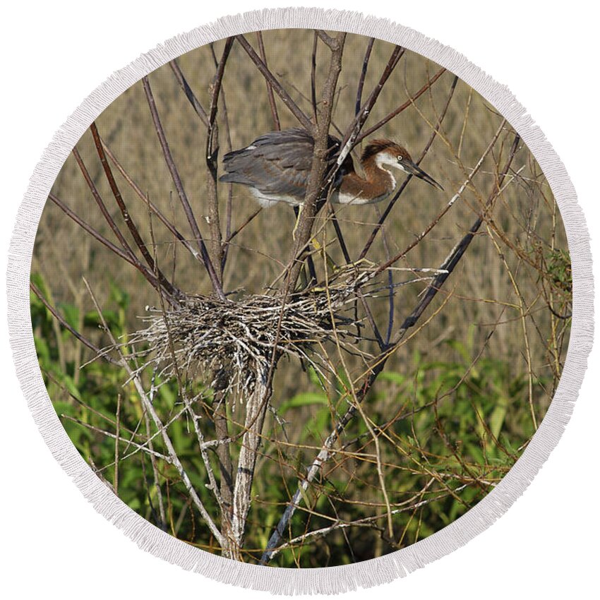 Animal Round Beach Towel featuring the photograph Young Tricolored Heron In Nest by Gregory G. Dimijian