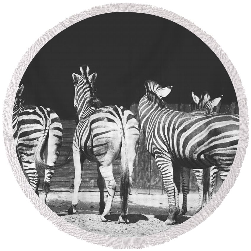 Black And White Round Beach Towel featuring the photograph Zebras From Behind by Pati Photography