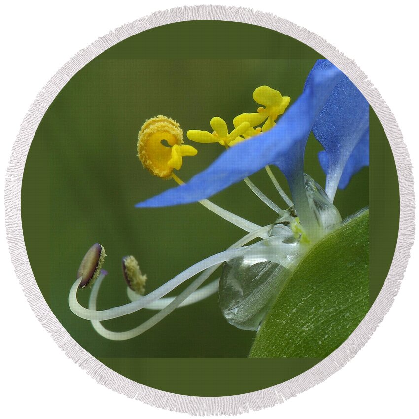 Slender Dayflower Round Beach Towel featuring the photograph Close View Of Slender Dayflower Flower With Dew by Daniel Reed