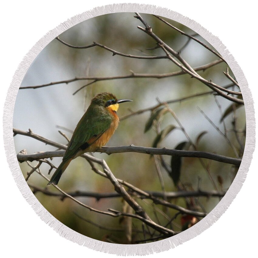 Yellow Throated Bee Eater Round Beach Towel featuring the photograph African Bee Eater #1 by Joseph G Holland
