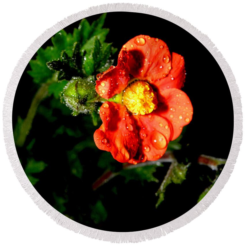Flower Photography Round Beach Towel featuring the photograph After The Rain #1 by Kim Galluzzo