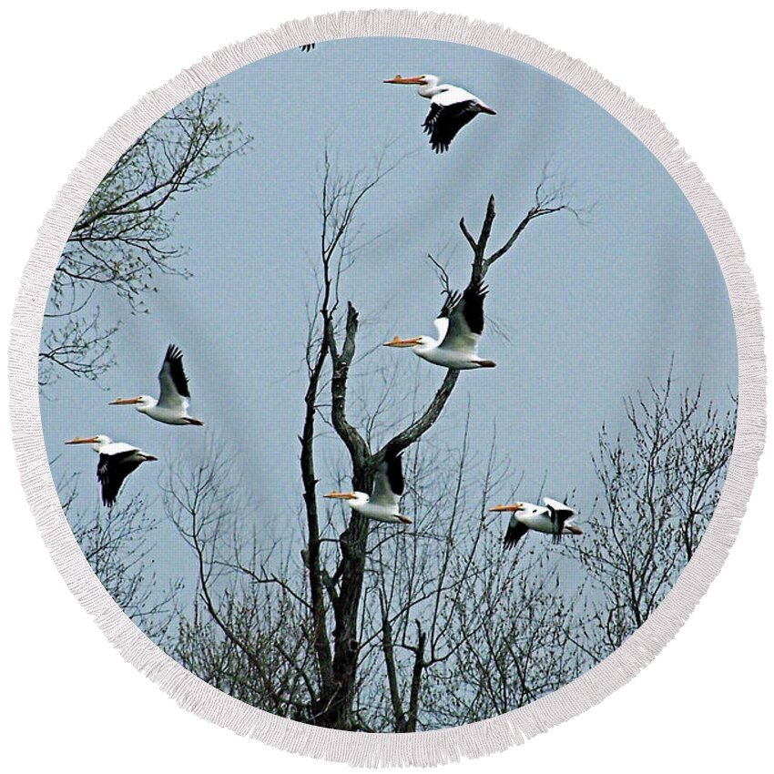 Color Photography Round Beach Towel featuring the photograph American White Pelicans #1 by Sue Stefanowicz