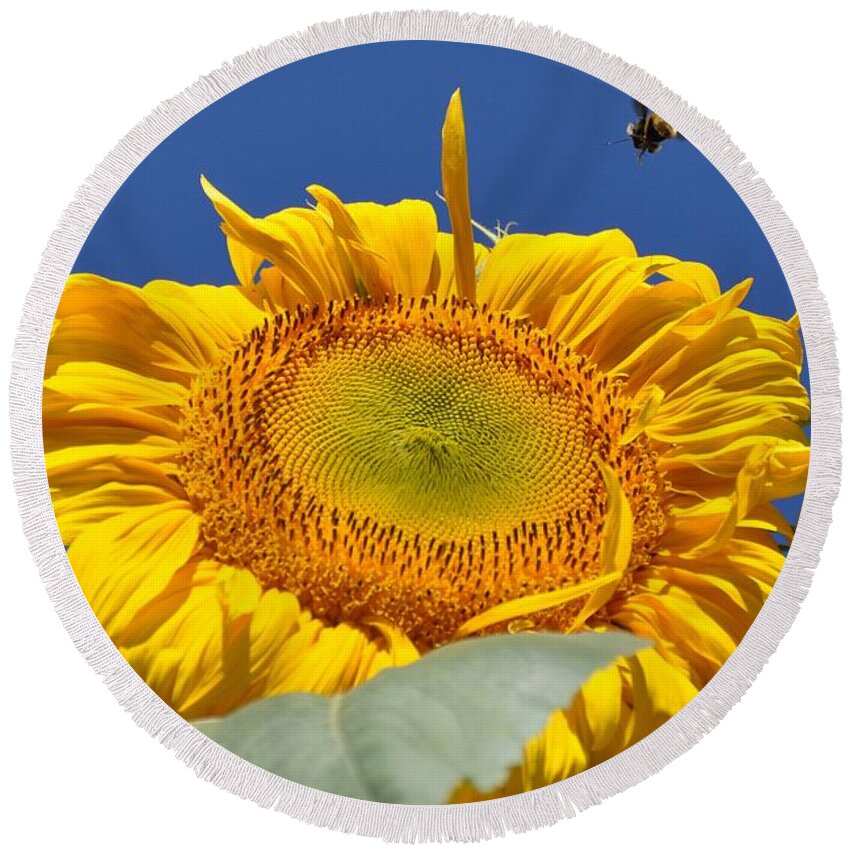 Sunflower Round Beach Towel featuring the photograph Coming in for Landing by Cheryl Baxter