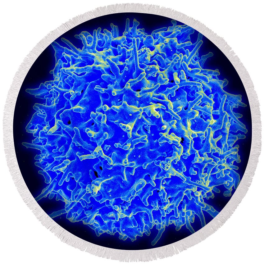 Biology Round Beach Towel featuring the photograph Healthy Human T Cell, Sem #1 by Science Source