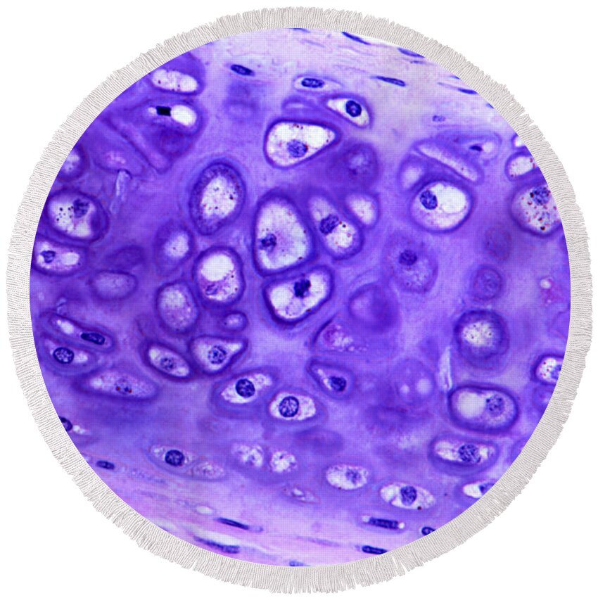 Light Microscopy Round Beach Towel featuring the photograph Hyaline Cartilage #1 by M. I. Walker