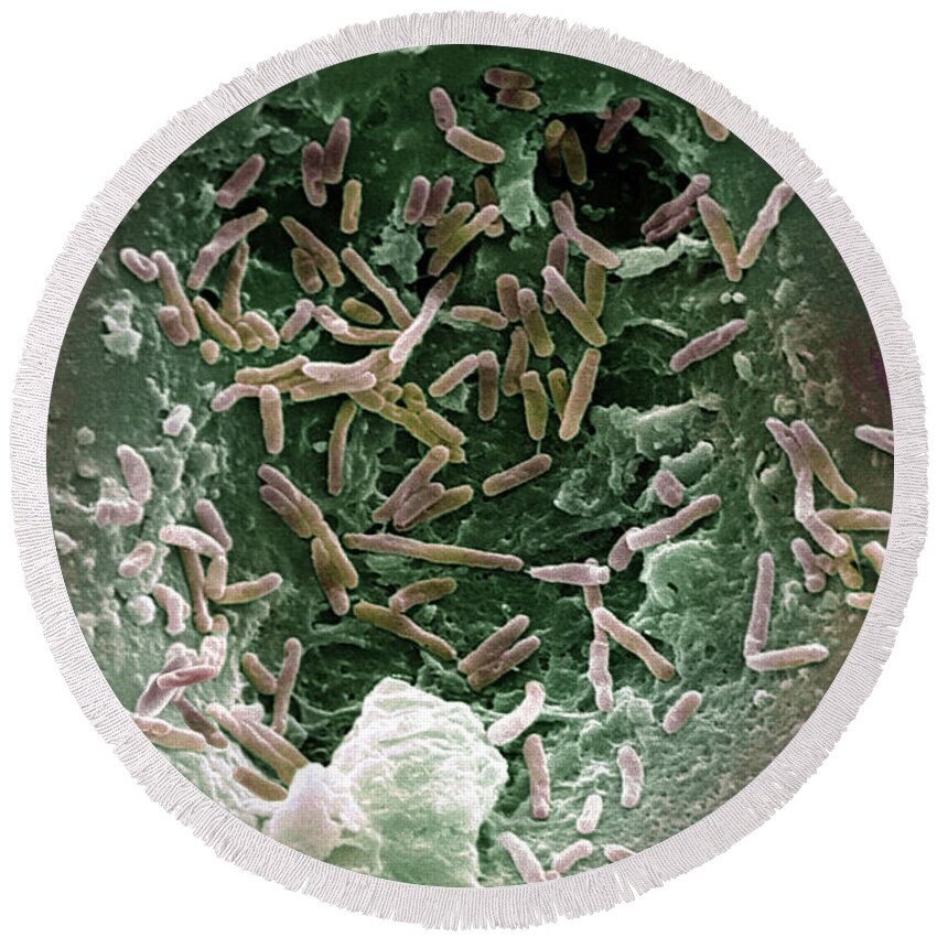 Bacteria Round Beach Towel featuring the photograph Mycobacterium Chelonae #1 by Science Source