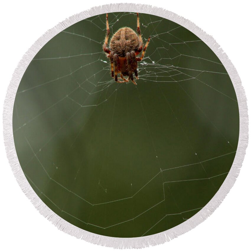Spider Round Beach Towel featuring the photograph Orb weaving spider on web with green background #1 by Adam Long