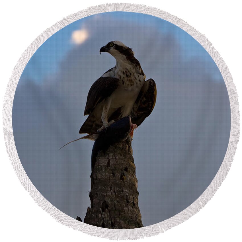 Bird Round Beach Towel featuring the photograph Osprey with Catch #1 by Ed Gleichman