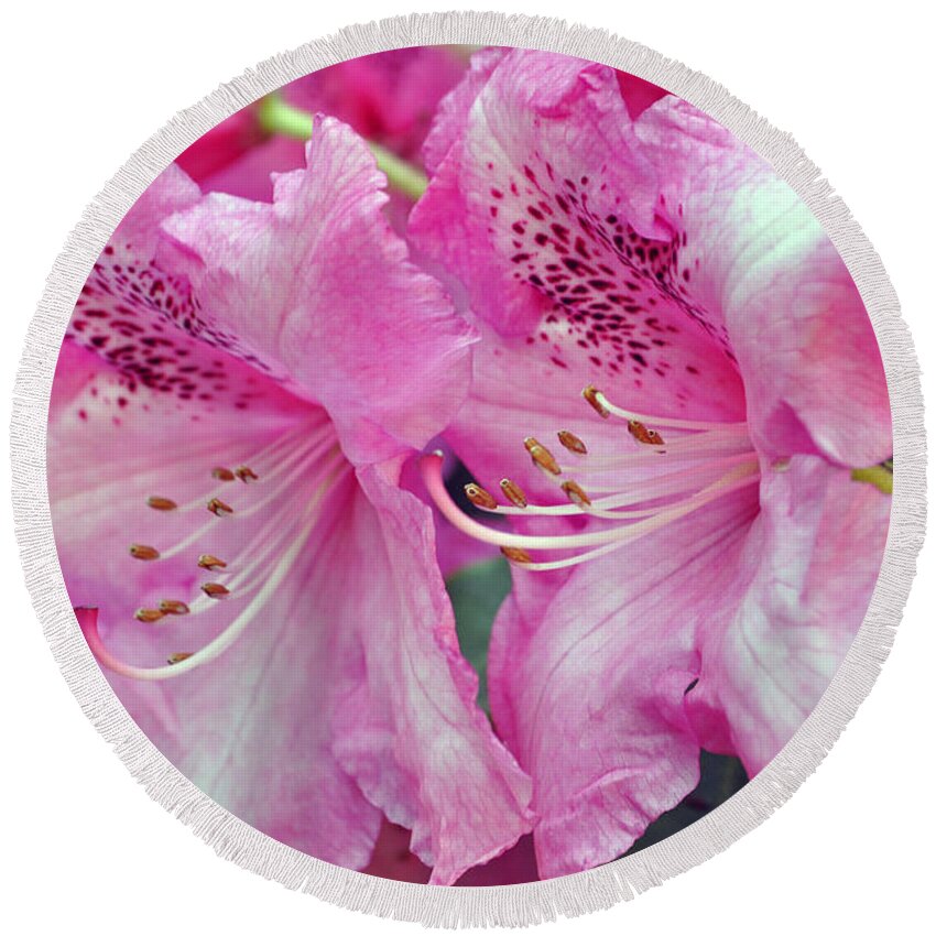 Pink Rhododendrons Round Beach Towel featuring the photograph Pink Rhododendrons #1 by Tikvah's Hope