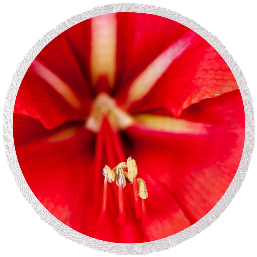 Dreamy Round Beach Towel featuring the photograph Red Amaryliss #1 by Les Palenik