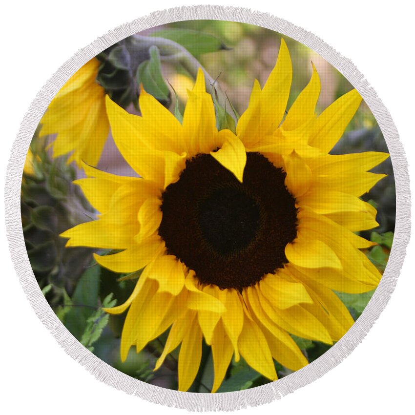 Sunflowers Round Beach Towel featuring the photograph Sunflowers #1 by Diana Haronis