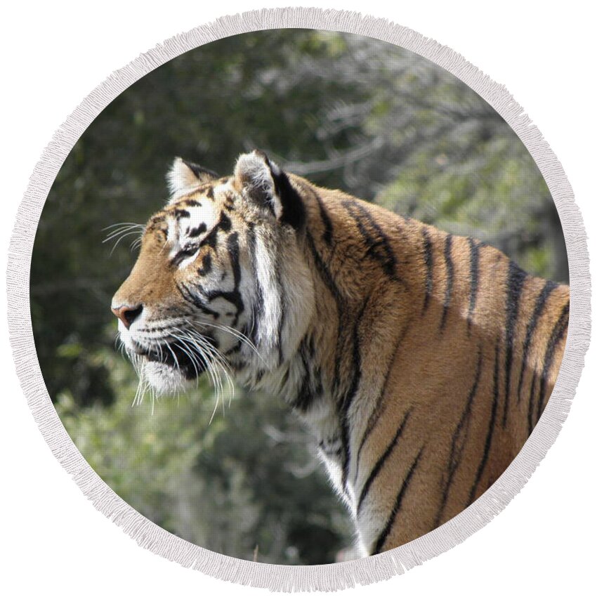 Tiger Round Beach Towel featuring the photograph Tiger #1 by Kim Galluzzo