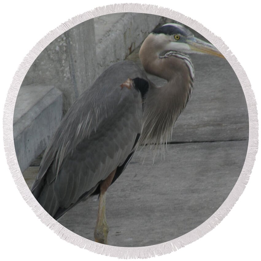 Bird Round Beach Towel featuring the photograph Great Blue Heron #2 by Donna Brown