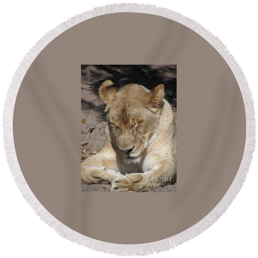 Lioness Round Beach Towel featuring the photograph Lioness #2 by Kim Galluzzo