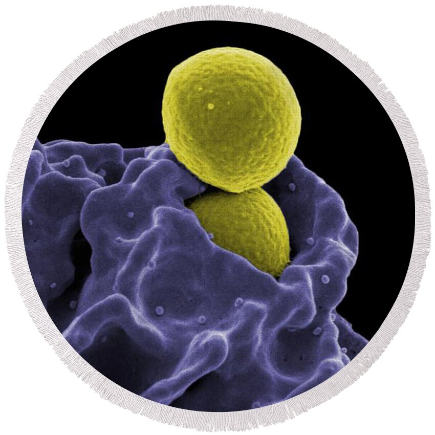 Microbiology Round Beach Towel featuring the photograph Neutrophil Ingesting Mrsa Bacteria, Sem #2 by Science Source