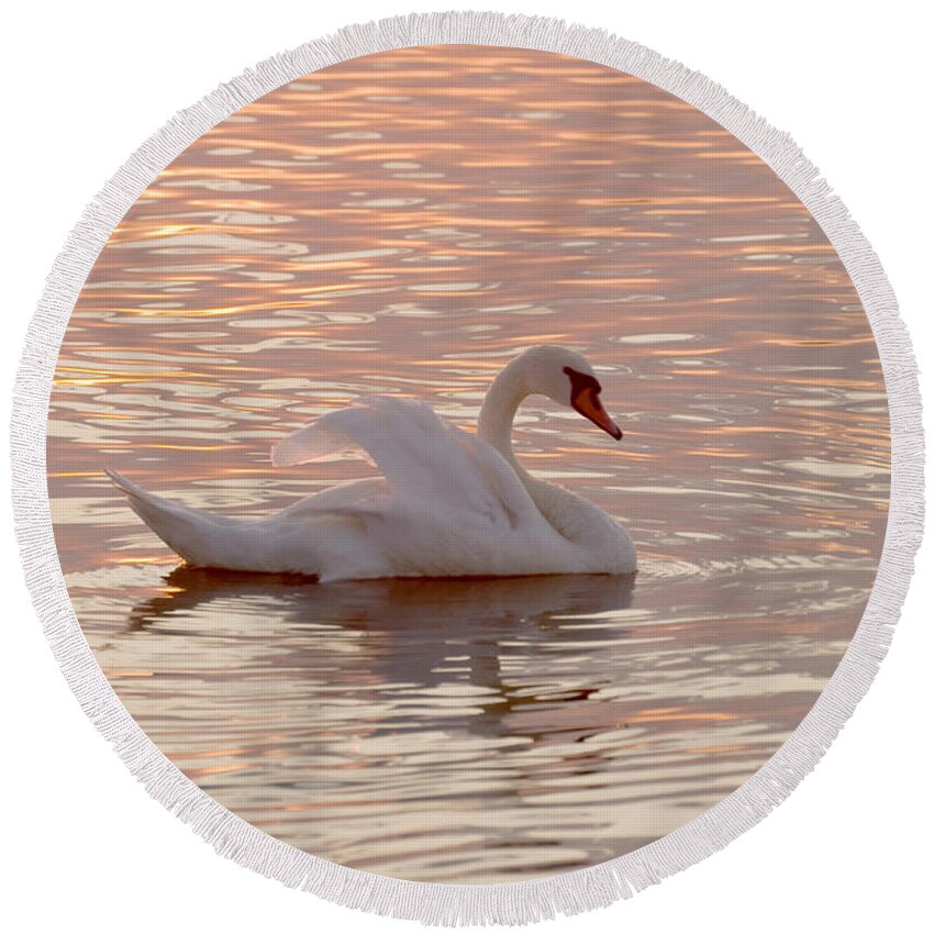 Animal Round Beach Towel featuring the photograph Swan in the lake #2 by Odon Czintos