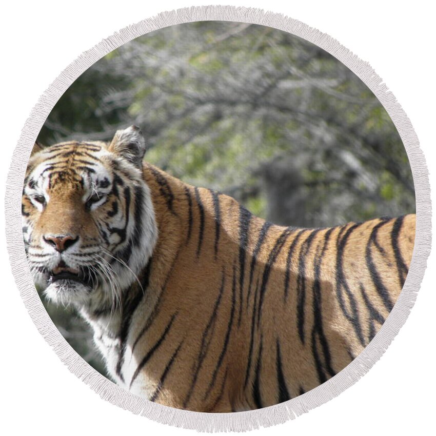 Tiger Round Beach Towel featuring the photograph Tiger #2 by Kim Galluzzo