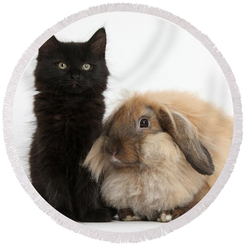 Nature Round Beach Towel featuring the photograph Kitten And Rabbit #31 by Mark Taylor