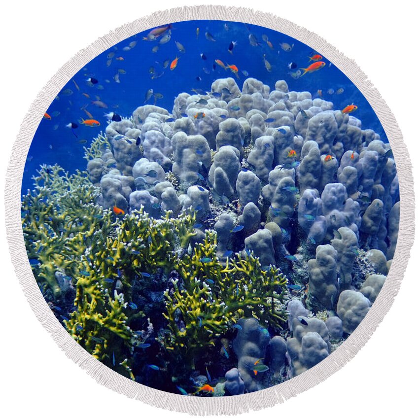 Animal Round Beach Towel featuring the photograph Underwater landscape #6 by MotHaiBaPhoto Prints