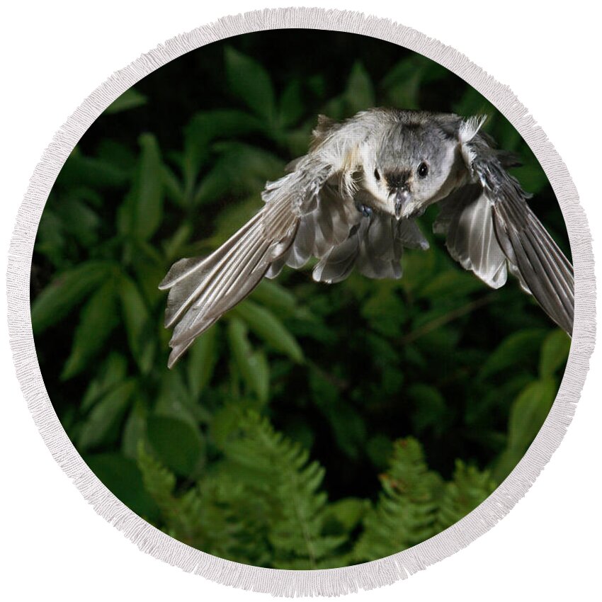 Songbirds Round Beach Towel featuring the photograph Tufted Titmouse In Flight #8 by Ted Kinsman