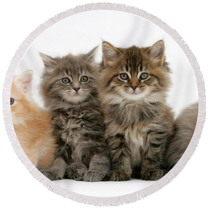 Animal Round Beach Towel featuring the photograph Maine Coon Kittens #8 by Mark Taylor
