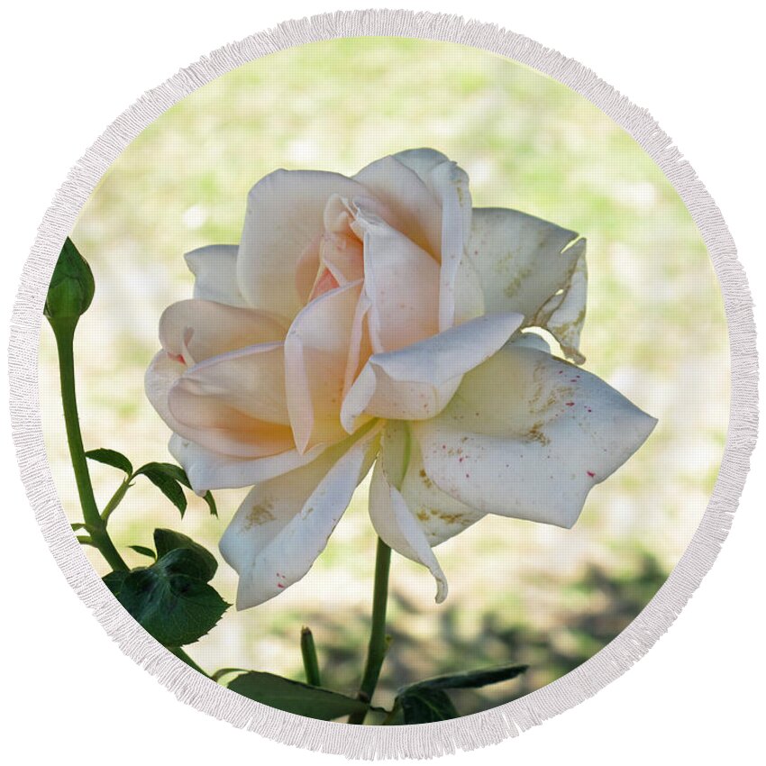 Flower Round Beach Towel featuring the photograph A beautiful white and light pink rose along with a bud by Ashish Agarwal