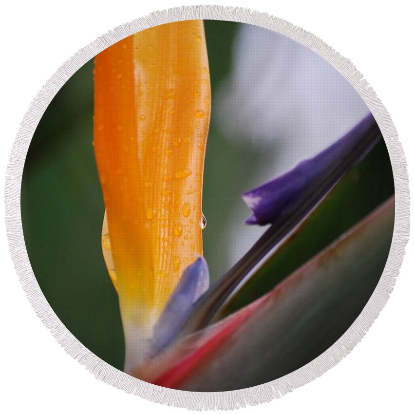 Strelitzia Round Beach Towel featuring the photograph A Bird of Paradise I by Michelle Wrighton