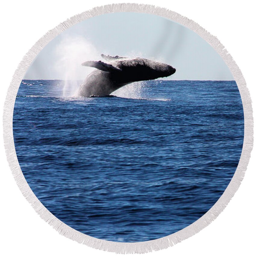 Whale Round Beach Towel featuring the photograph A Huge Splash by Shane Bechler