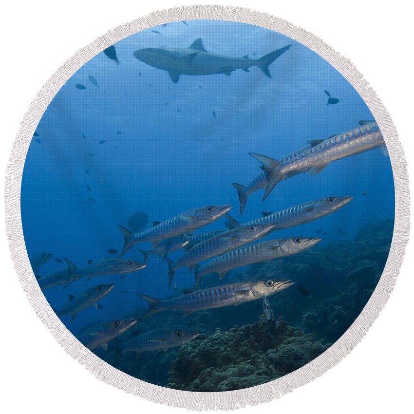 English Reef Round Beach Towel featuring the photograph A School Of Pickhandle Barracuda, Papua by Steve Jones