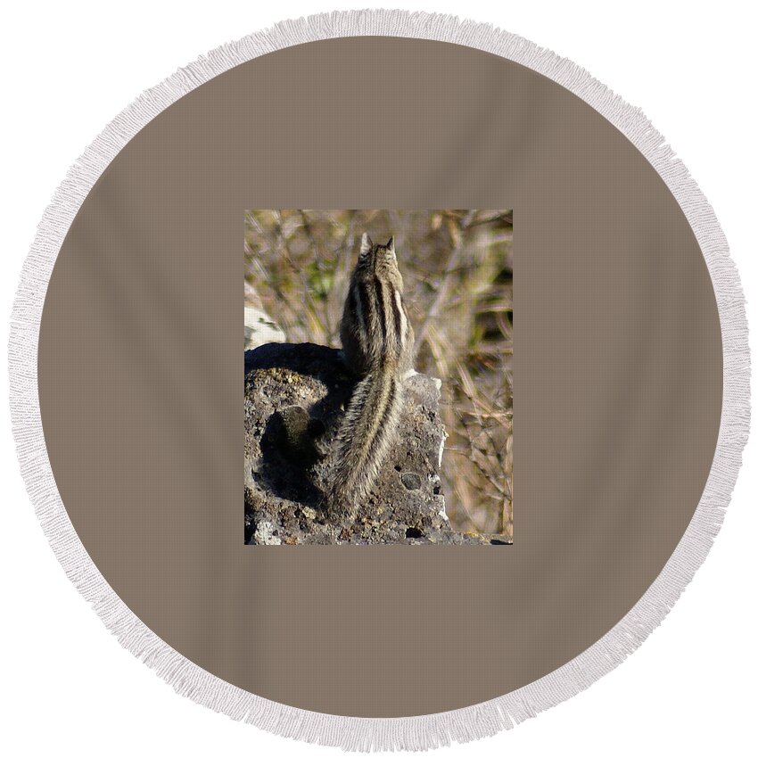 Chipmunks Round Beach Towel featuring the photograph A Tail Untold by Ben Upham III