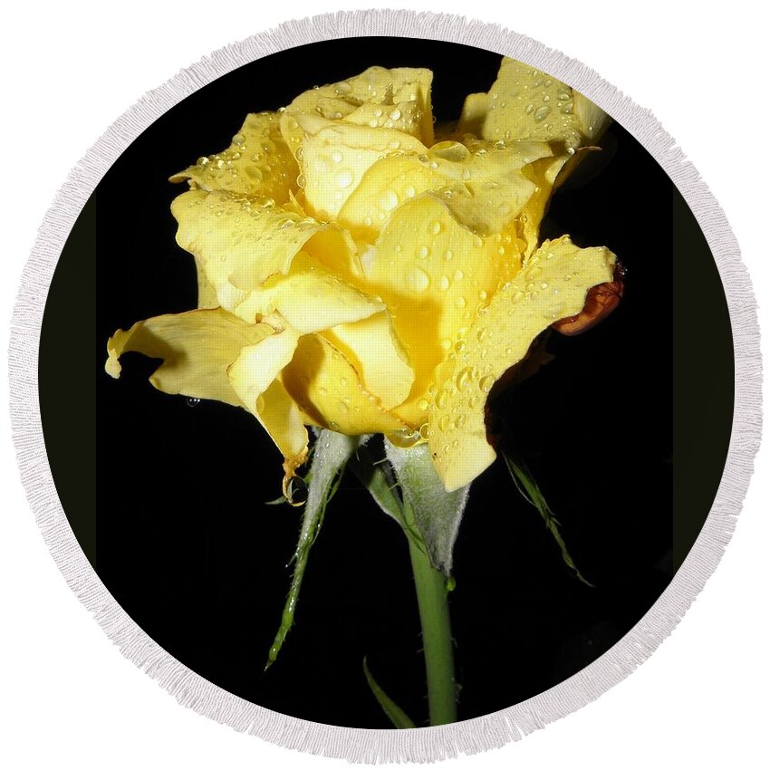 Yellow Round Beach Towel featuring the photograph A Yellow Rose For You by Kim Galluzzo