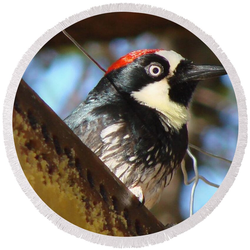 Birds Round Beach Towel featuring the photograph Acorn Woodpecker by Linda Cox