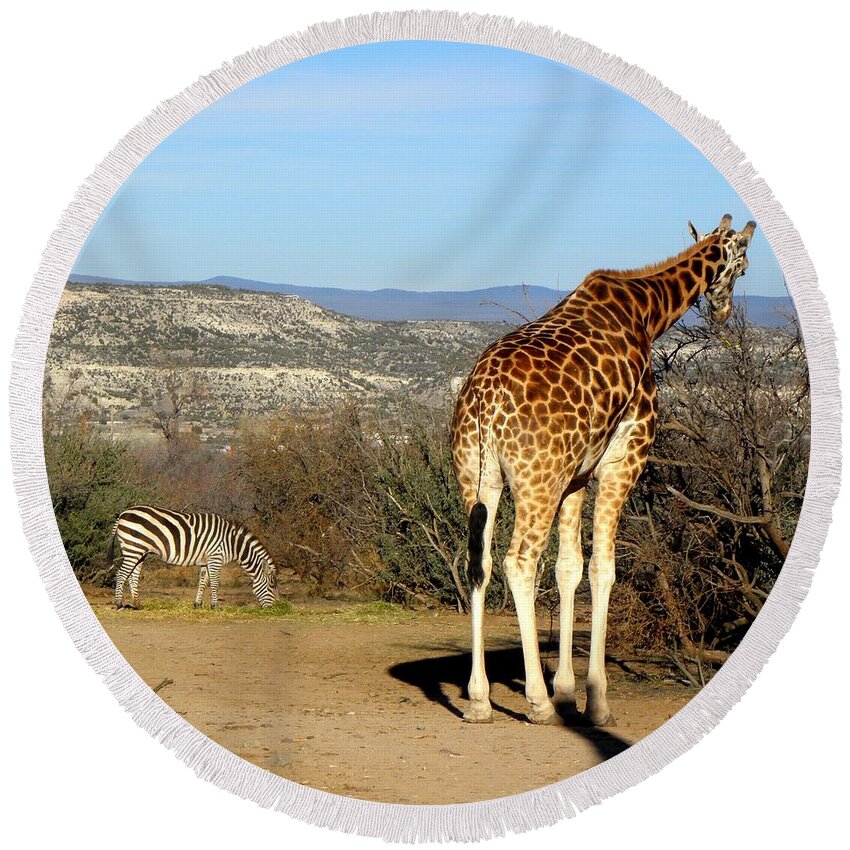 Giraffe Round Beach Towel featuring the photograph African Safari in Arizona by Kim Galluzzo