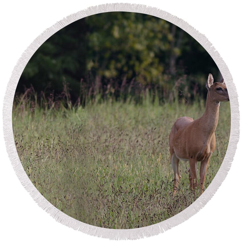 Odocoileus Virginanus Round Beach Towel featuring the photograph Alert Doe And Fawn by Daniel Reed