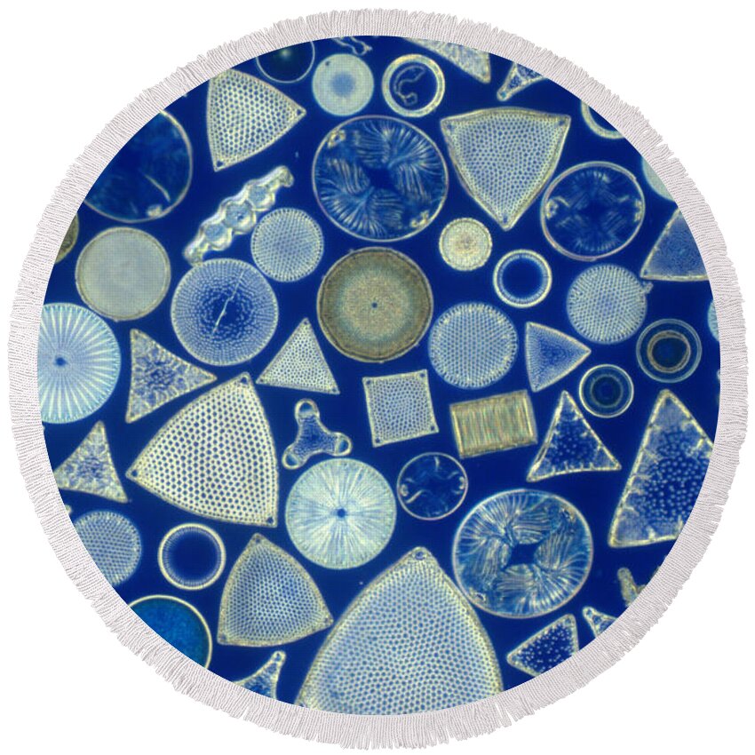 Micrograph Round Beach Towel featuring the photograph Algae, Fossil Diatoms, Lm by M I Walker
