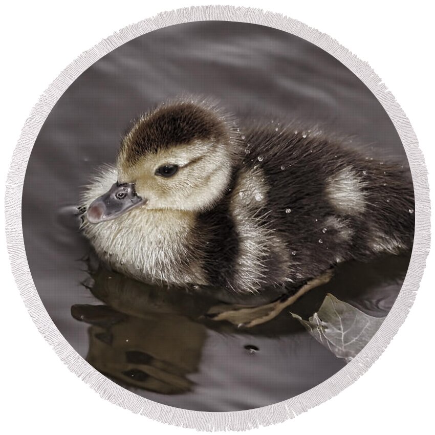 Duckling Round Beach Towel featuring the photograph All By Myself by Deborah Benoit