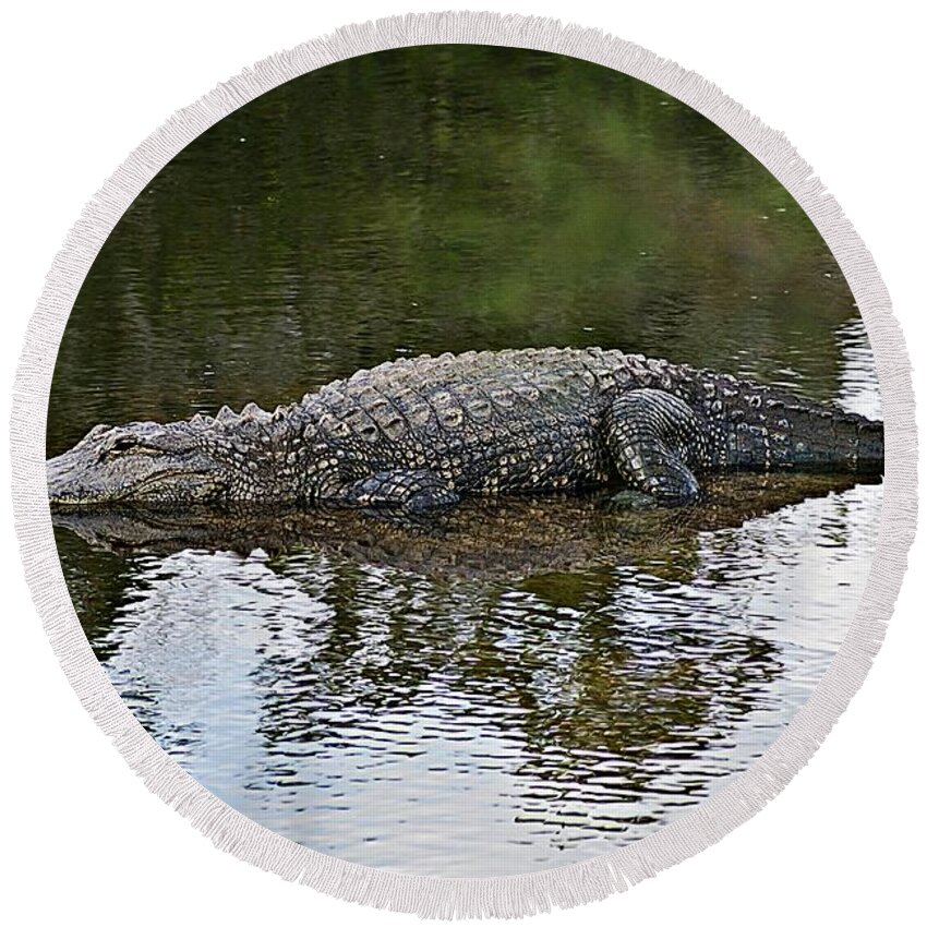 Gator Round Beach Towel featuring the photograph Alligator 1 by Joe Faherty