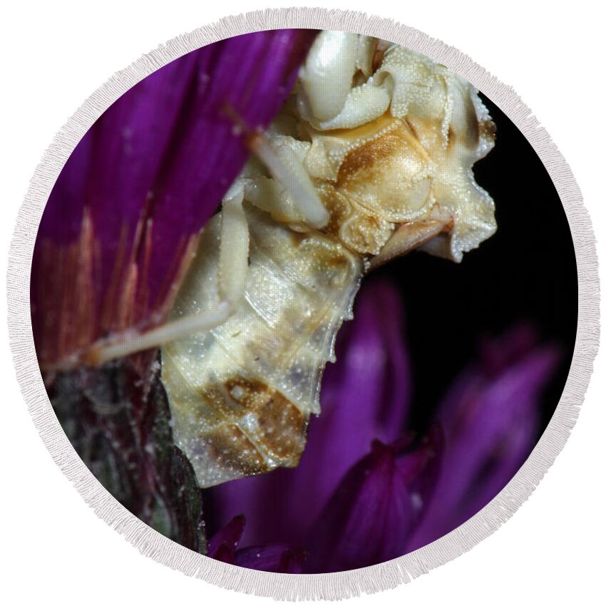 Phymatidae Round Beach Towel featuring the photograph Ambush Bug On Ironweed by Daniel Reed