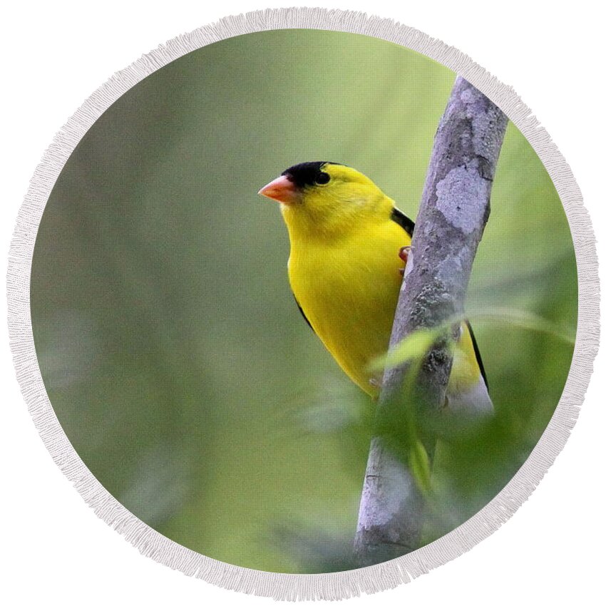 American Goldfinch Round Beach Towel featuring the photograph American Goldfinch - Peaceful by Travis Truelove
