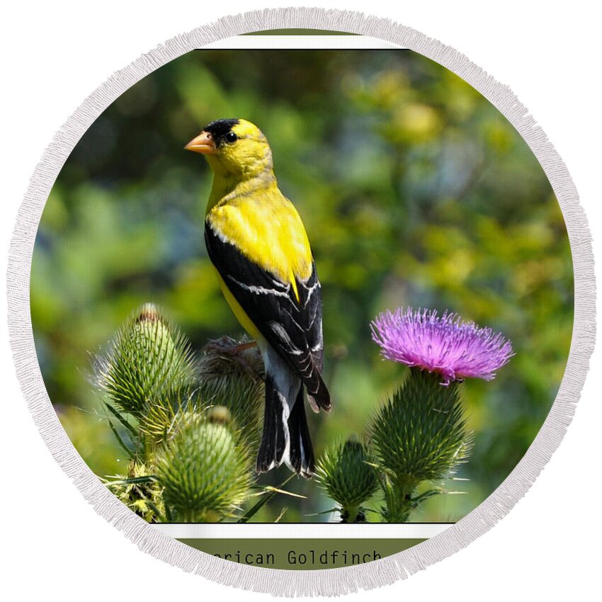 Bird Round Beach Towel featuring the photograph American Goldfinch 2 by Elaine Manley