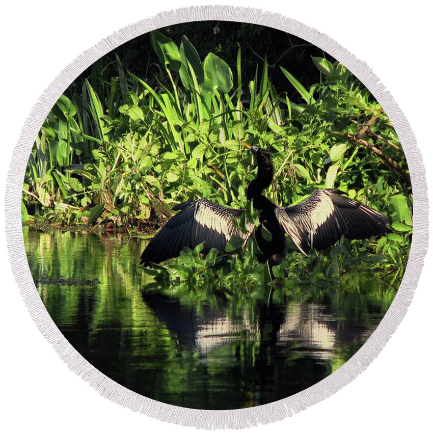 Nature Round Beach Towel featuring the photograph Anhinga Spreading Wings by Peggy Urban