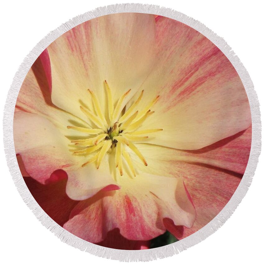 Eschscholzia Californica Round Beach Towel featuring the photograph Appleblossom California Poppy by Michele Penner