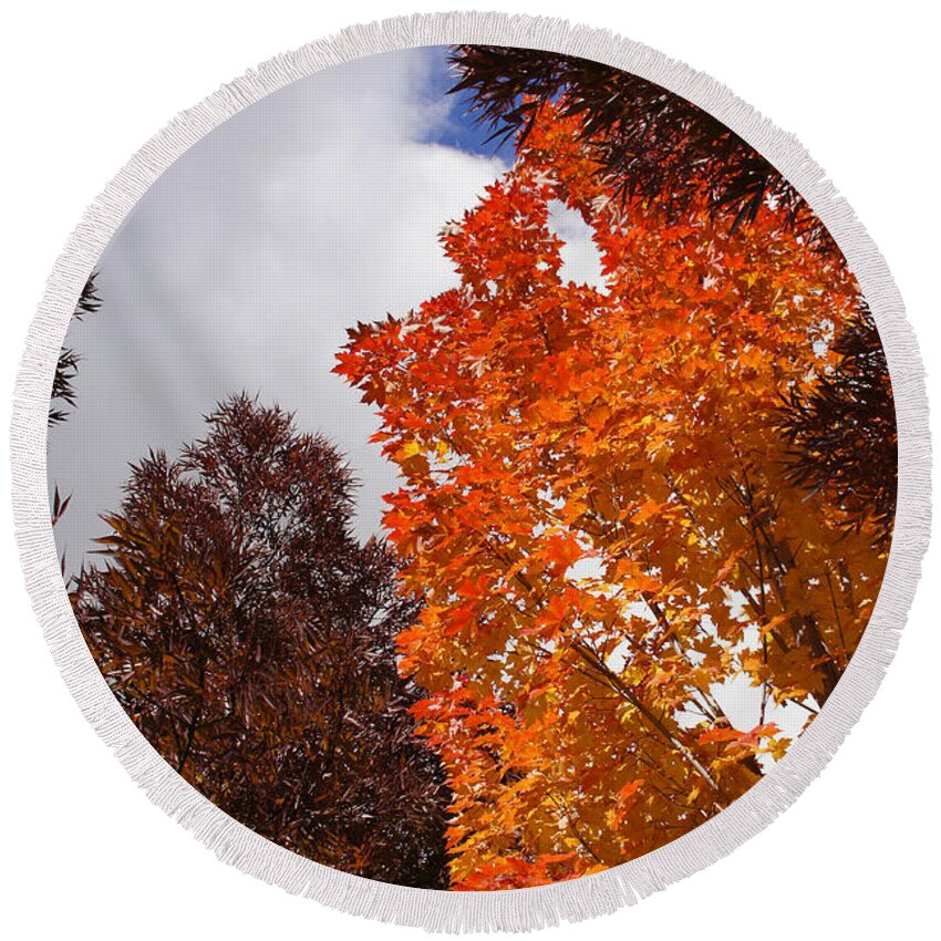 Autumn Round Beach Towel featuring the photograph Autumn Looking Up by Mick Anderson