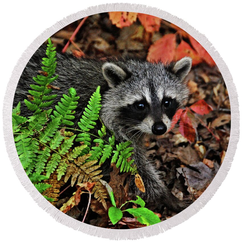 Nature Round Beach Towel featuring the photograph Autumn Raccoon by Peg Runyan