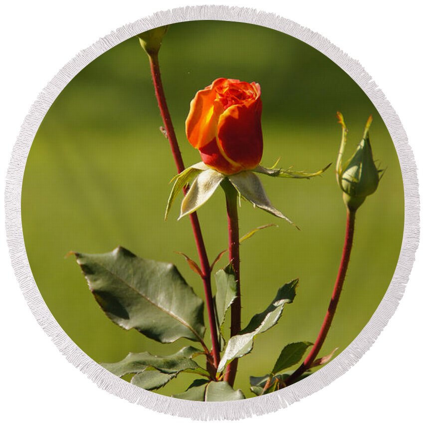 Rose Round Beach Towel featuring the photograph Autumn Rose by Mick Anderson