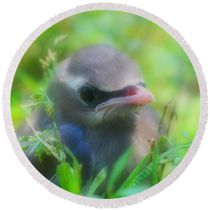 Waxwing Round Beach Towel featuring the photograph Baby Waxwing Bird Innocence by Smilin Eyes Treasures