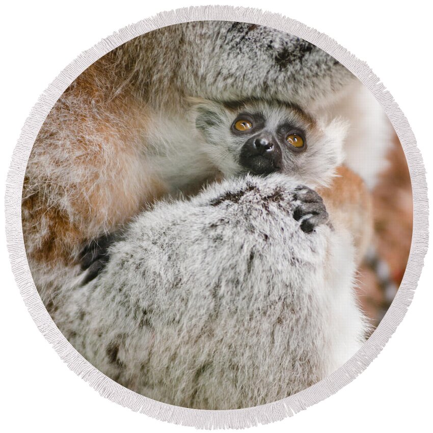 Animal Round Beach Towel featuring the photograph Baby Lemur holds tight to mum by Andrew Michael