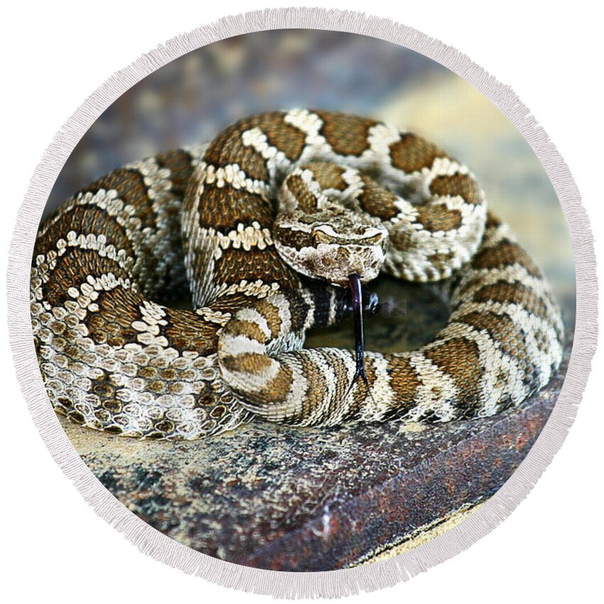 Rattle Snake Round Beach Towel featuring the photograph Baby Rattle by Anthony Jones