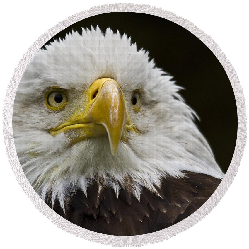 Eagle Round Beach Towel featuring the photograph Bald Eagle The American Icon - 2 by Heiko Koehrer-Wagner